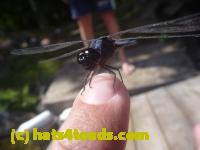 /home//u458753944/public_html/sourcegallery//Insects and small critters/dragonflies and damselflies/P1140144.JPG